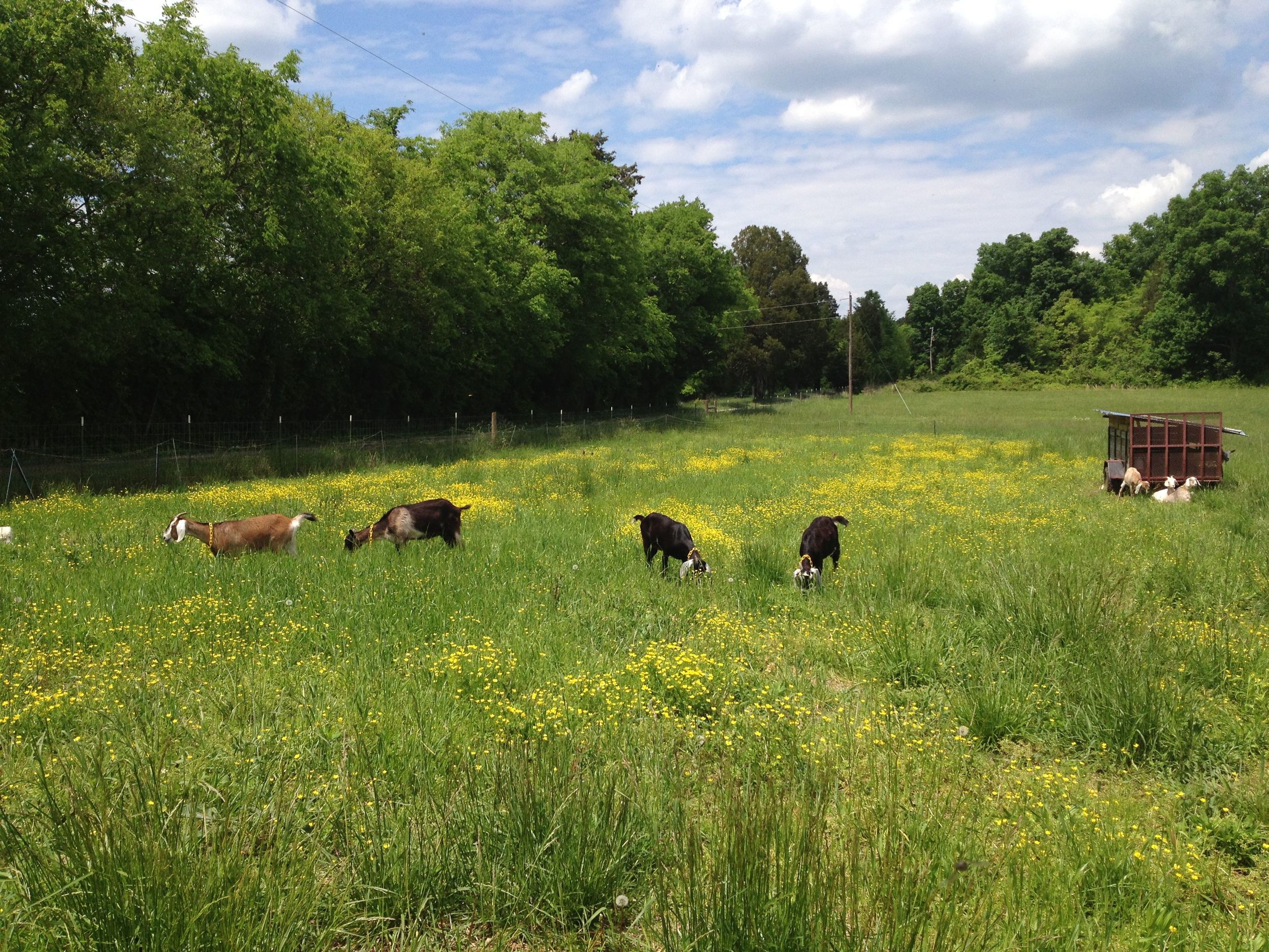 grazing-goats-little-seed.jpg