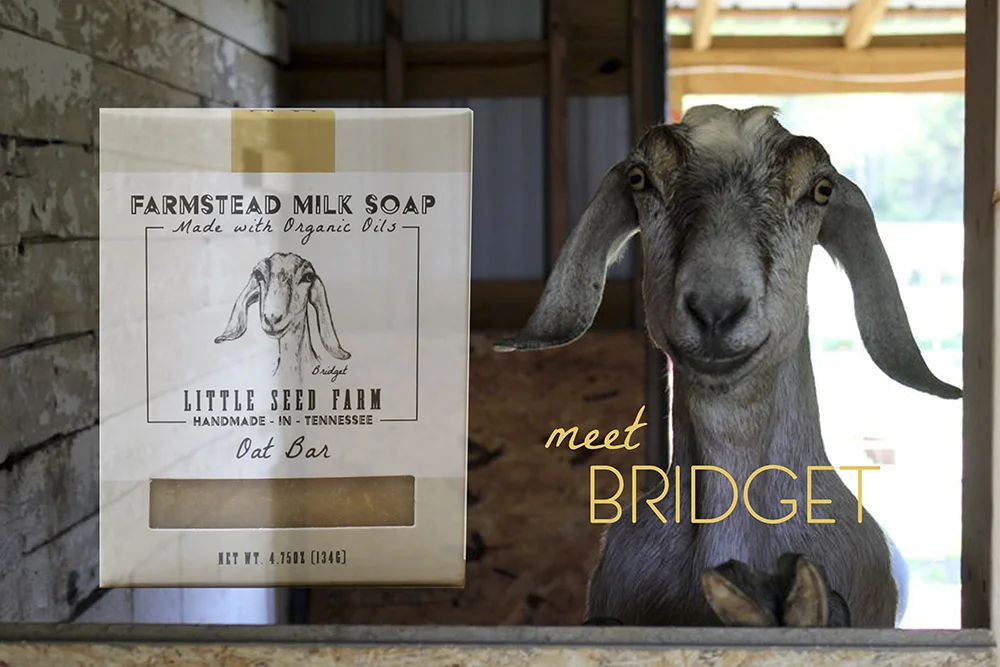 Bridget is the Covergoat of our Oat Bar. She was our very first goat on the farm and holds a special place in our hearts. Her milk is also the most delicious we've ever drank! She is a Nubian goat, which is a breed that originated in Africa and is characterized by the adorable long floppy ears that Bridget sports so glamorously. She loves to sunbathe and is unfazed by even the hottest Tennessee summer!