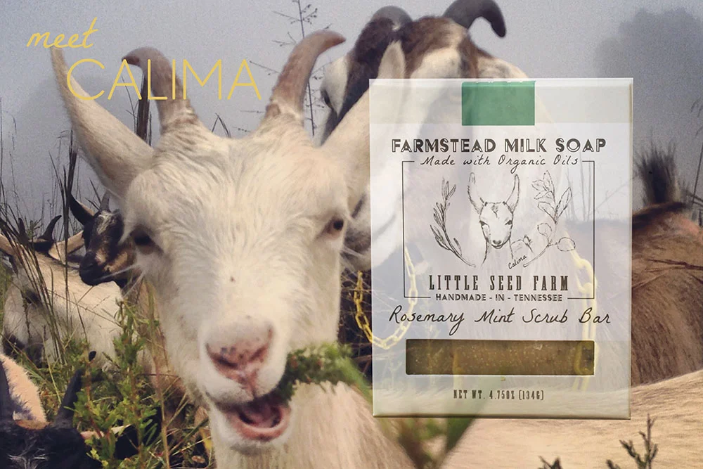 Calima is the Covergoat of our bestselling Rosemary Mint bar. She was born here on Little Seed Farm and is Zephyr's daughter. From birth she has been the sweetest natured goat on the farm. She is always sure to come up for a nuzzle at milking time and has wonderful manners (for a goat).