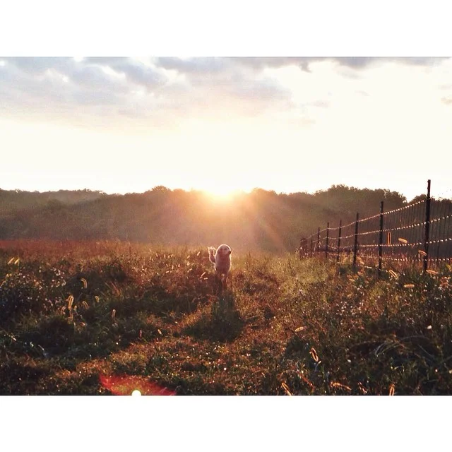 Izzy, following the goat's in for the morning milking.