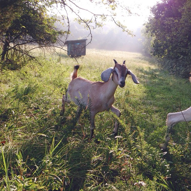 Early morning means wet grass and prancing (because of said wet grass).