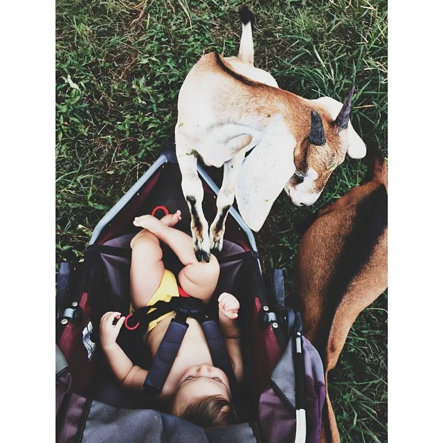 Milking was followed by goat kisses for the Birthday Boy.