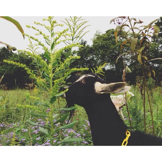 Goldenrod is apparently quite tasty... I'll take Springbok's word for it.