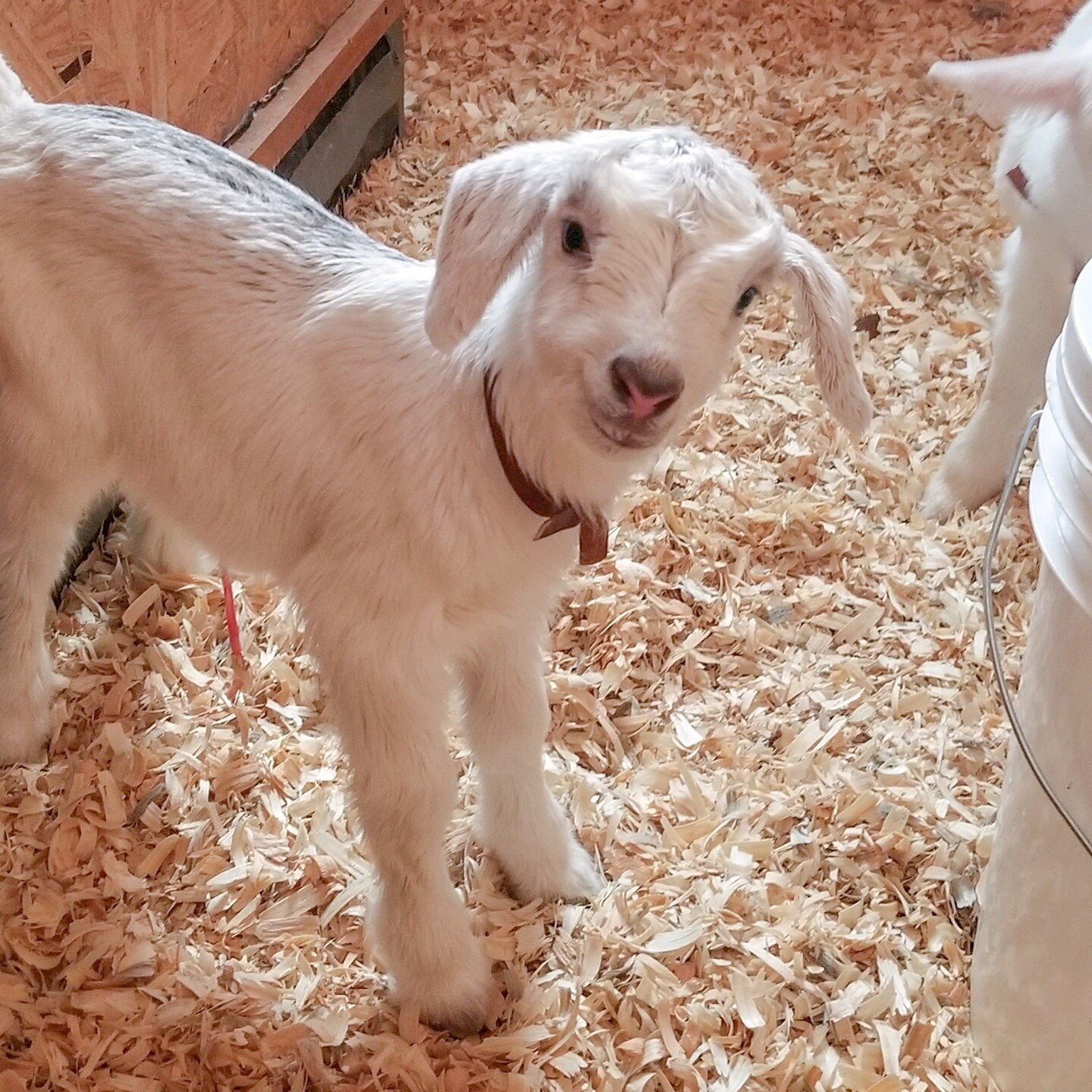 Too. Much. Cuteness. 🥺😍! Aspen wants to know how your week is going ❤️?
.
#babygoatseason #coloradobaby #littleseedfarm