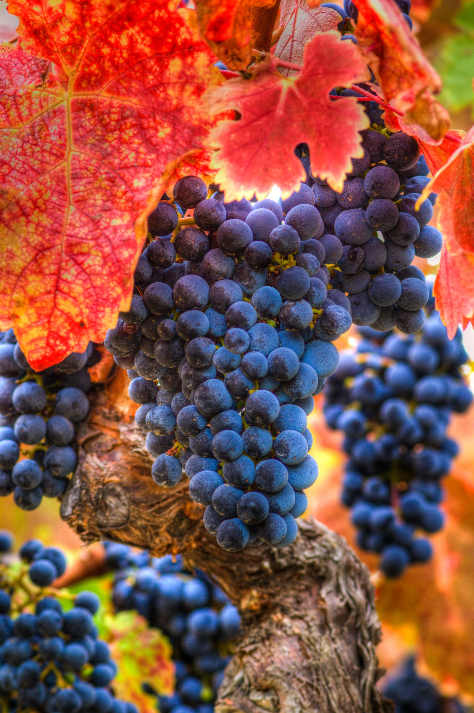 Fall Harvest