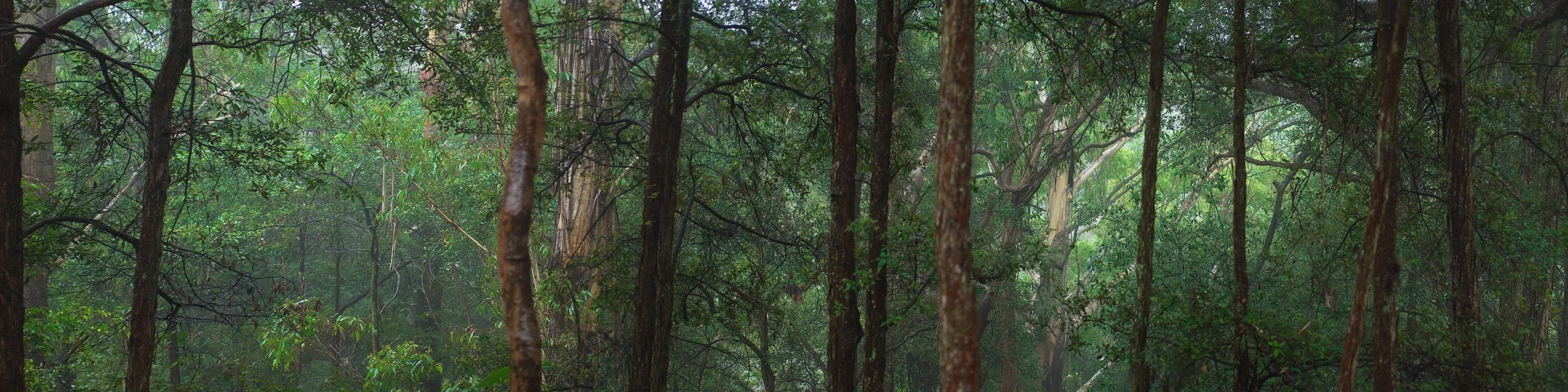 Gumtree Forest