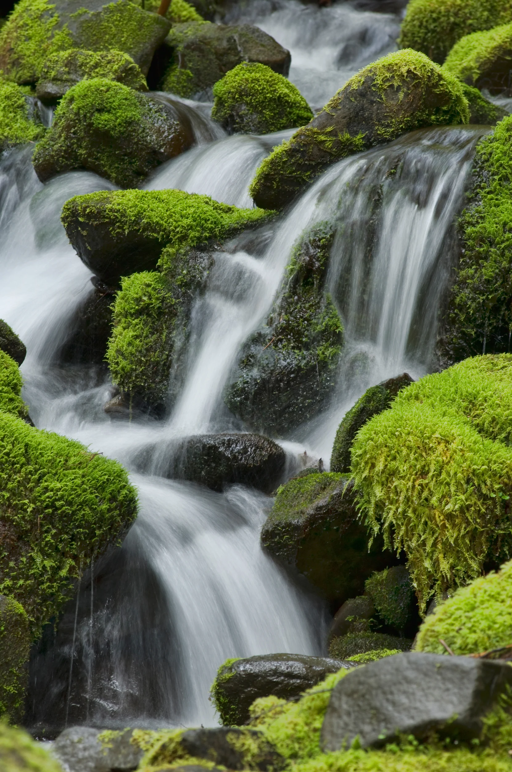 Colors of Sol Duc