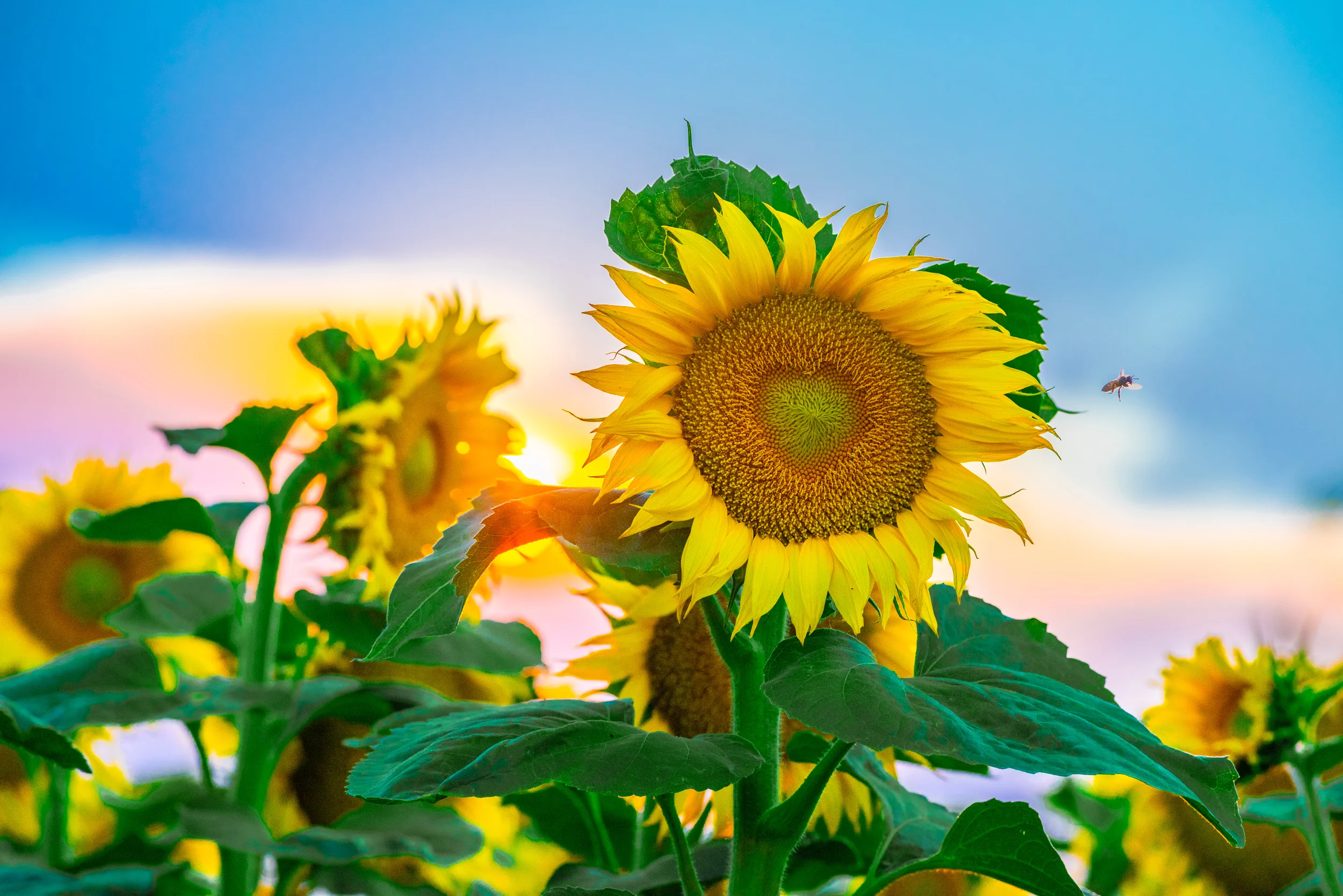 Sunflower Nectar