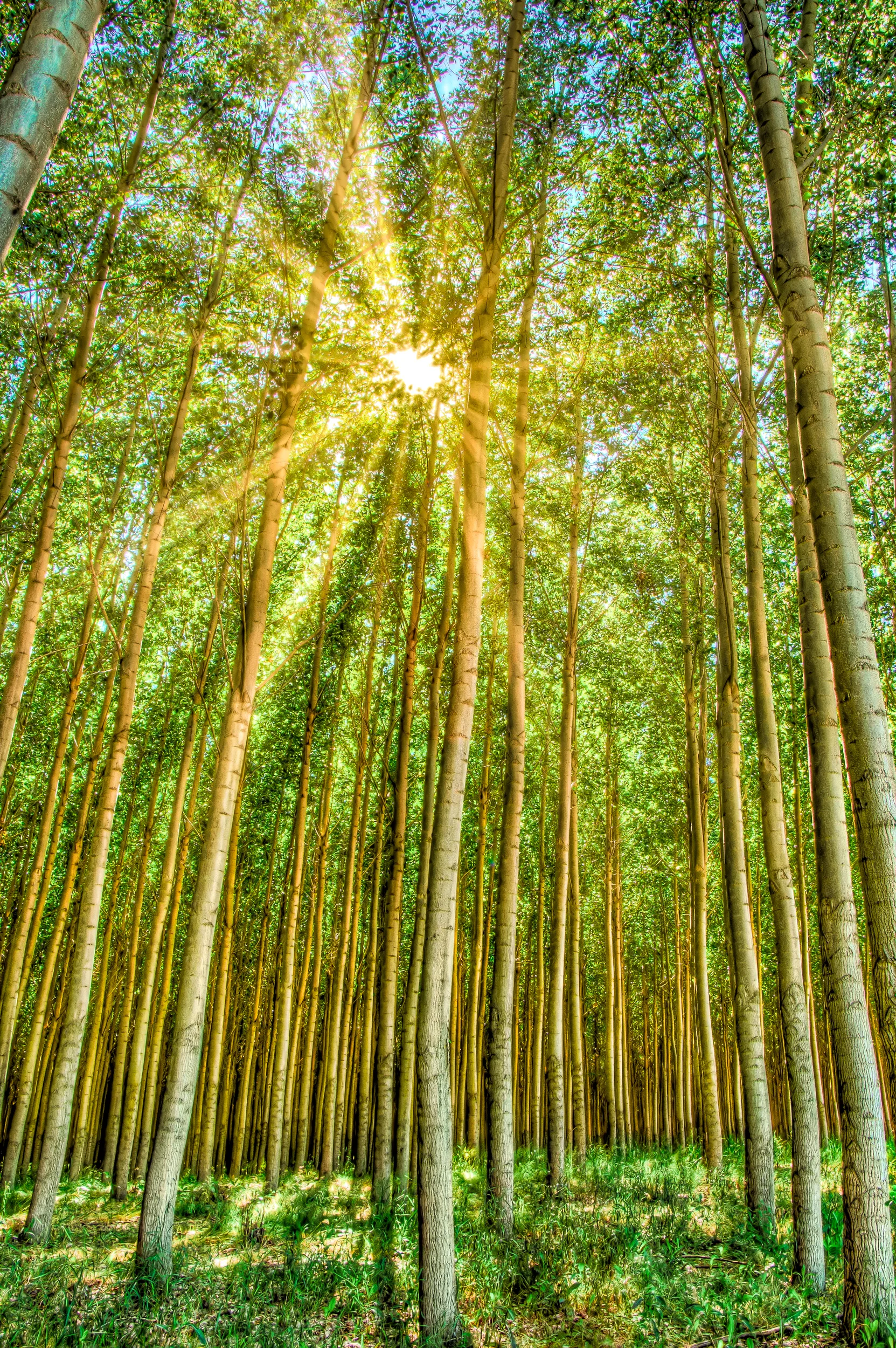 Tree Flare