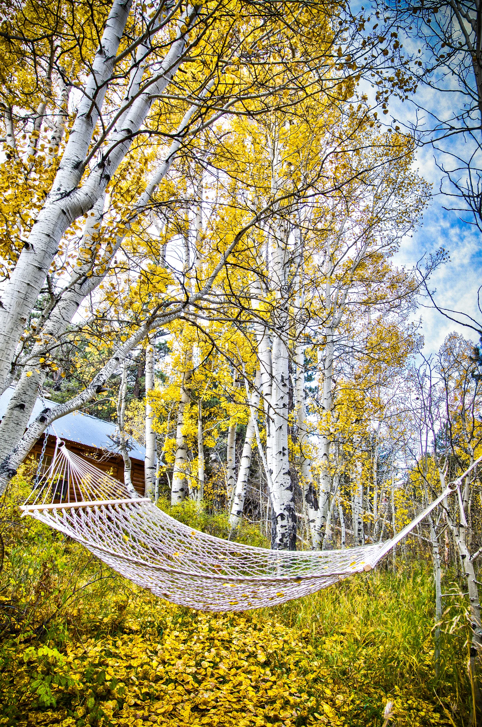 Under The Aspens