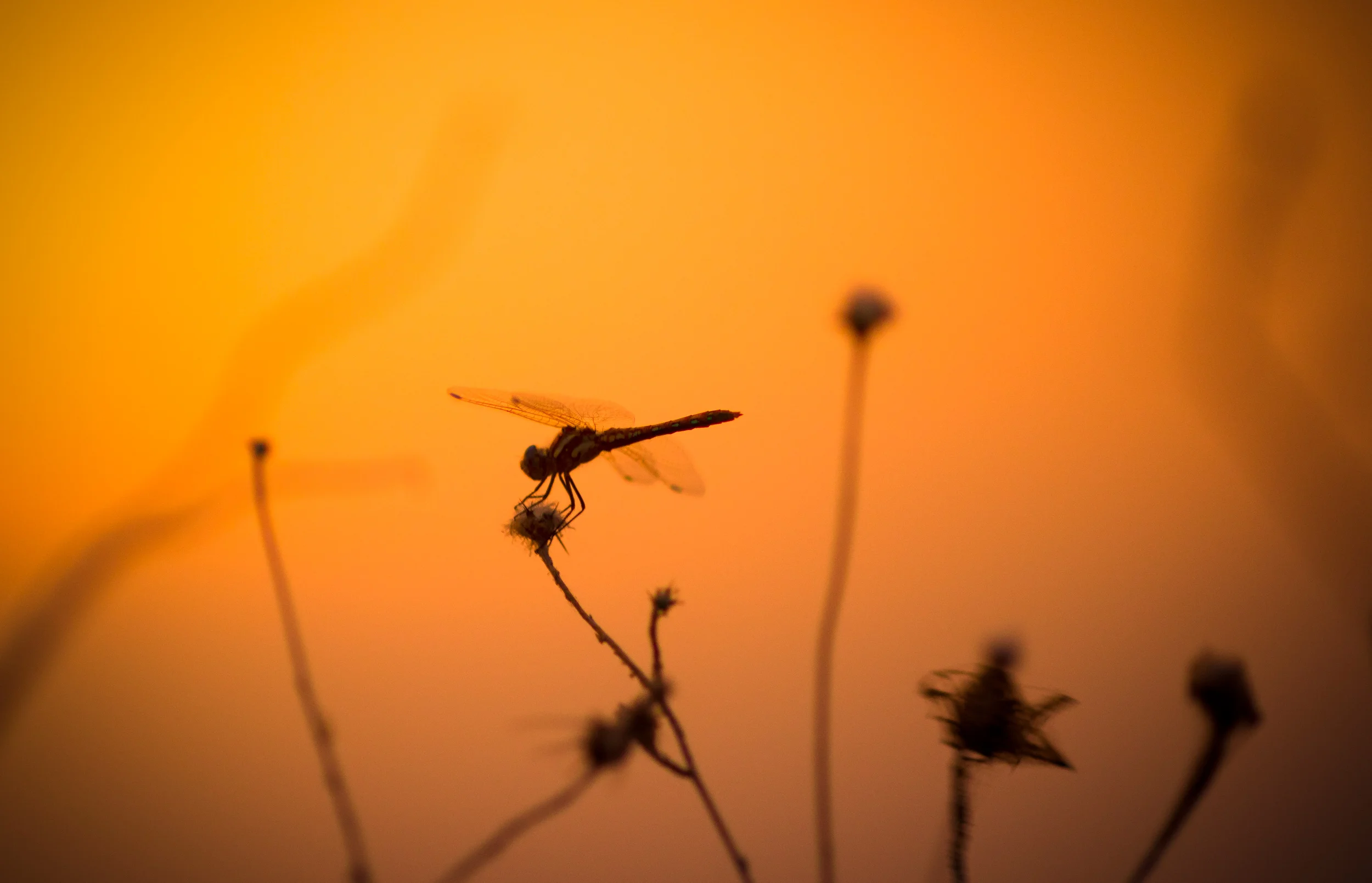Smoke Dragonfly