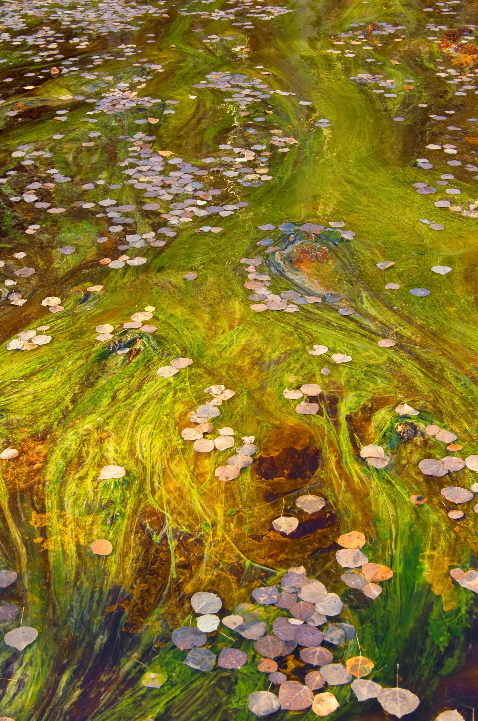 Monet in Moss