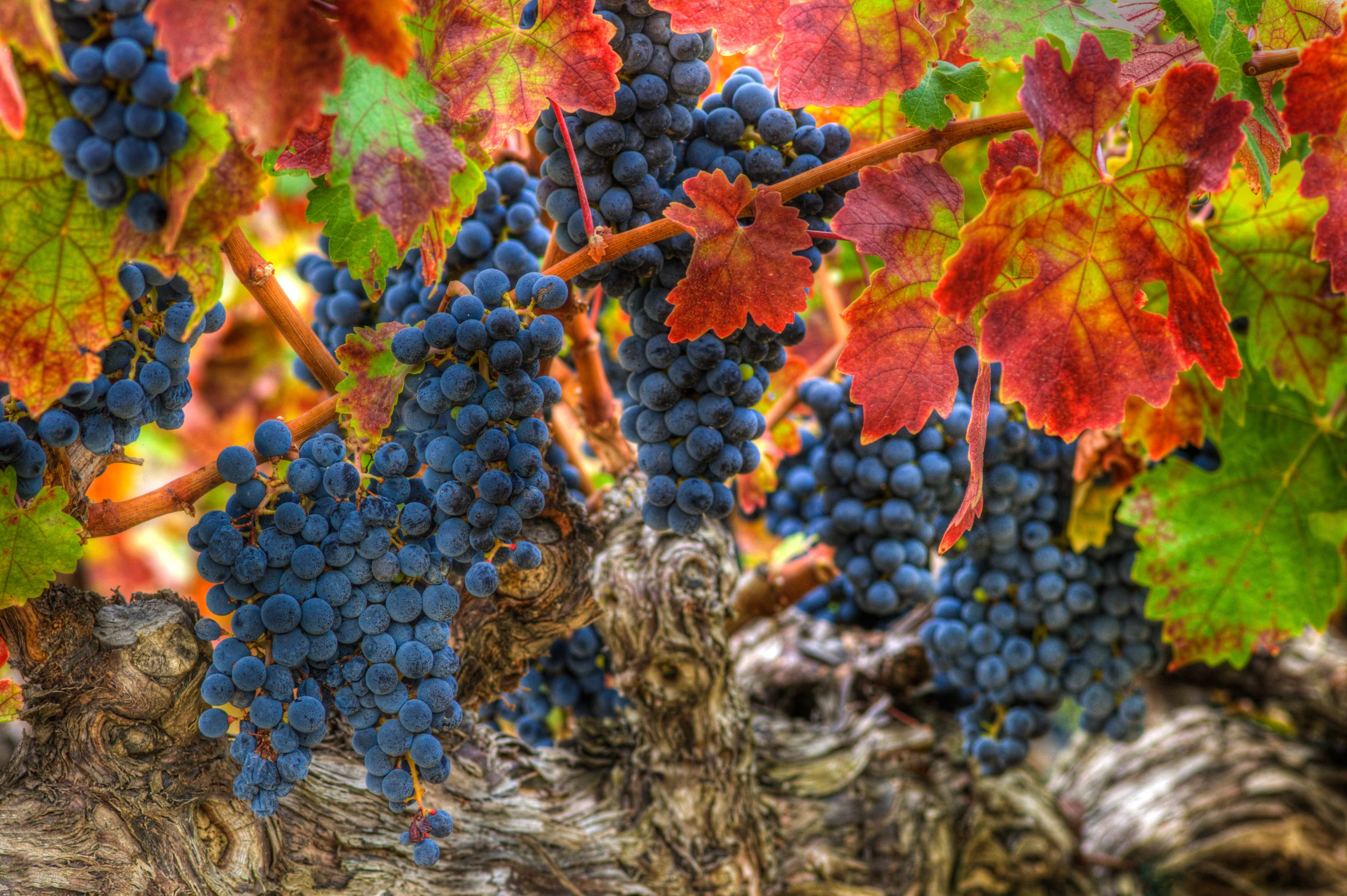Harvest