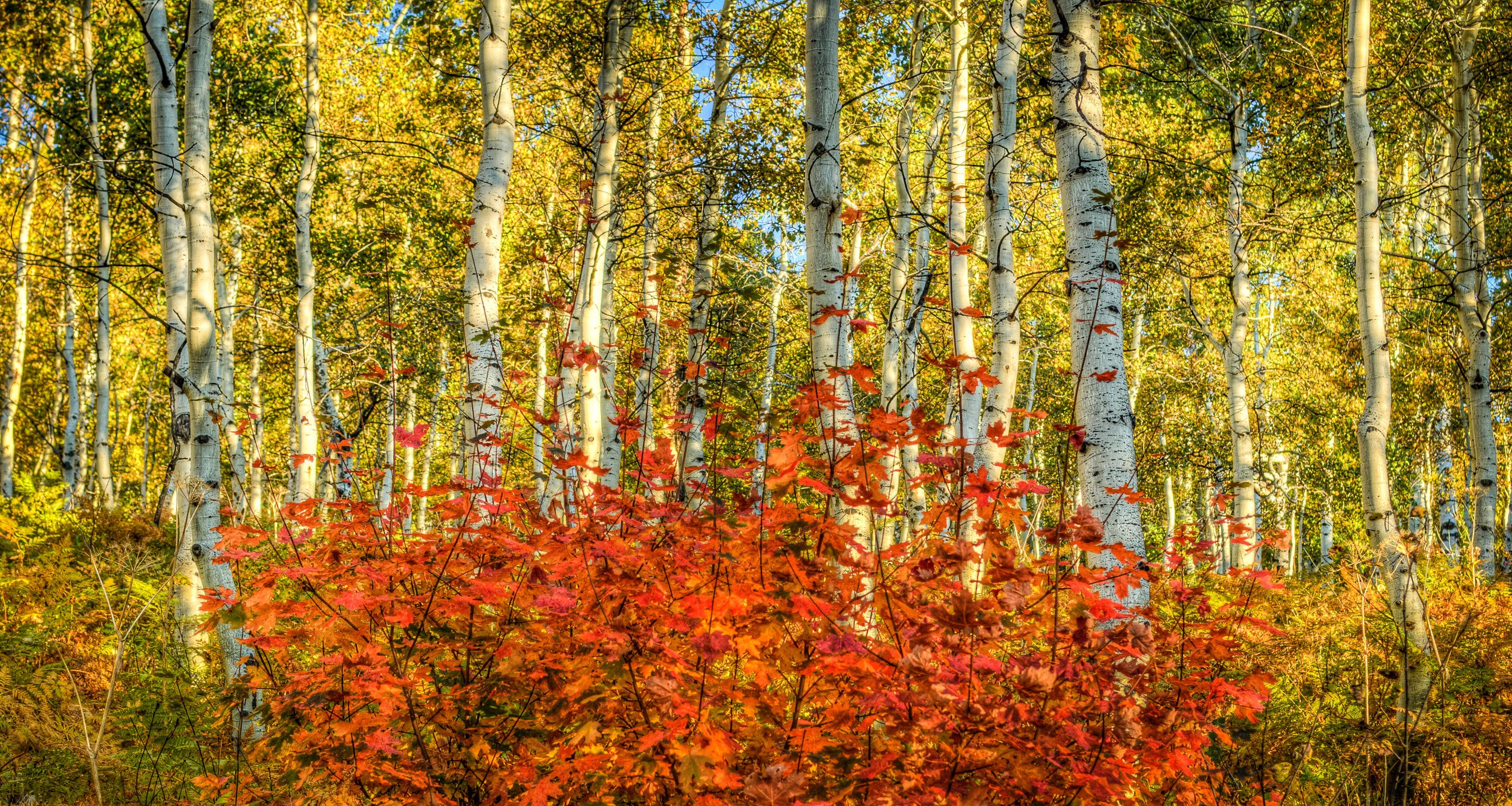 Changing Seasons-1.jpg