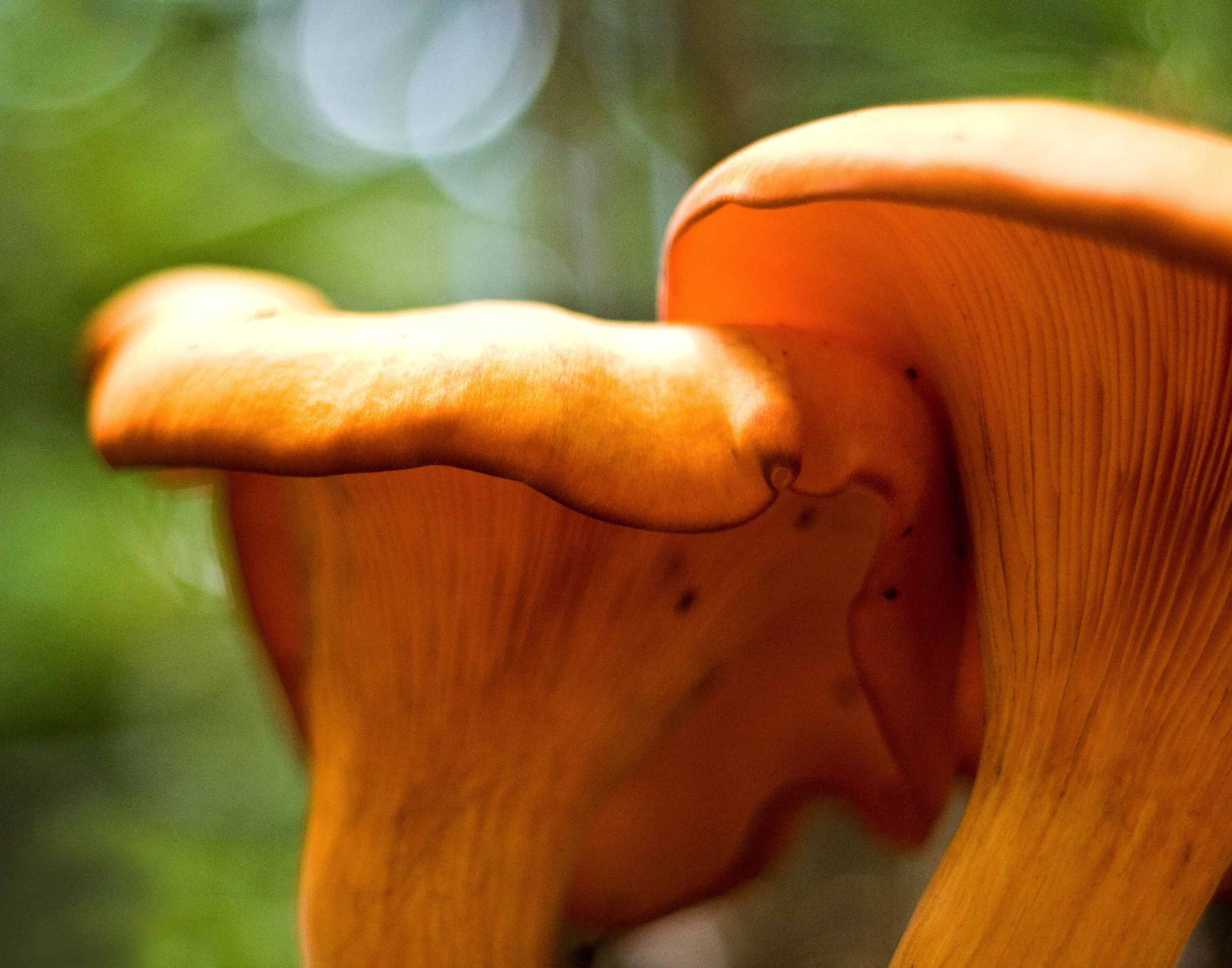 Mushrooms11x14web.jpg