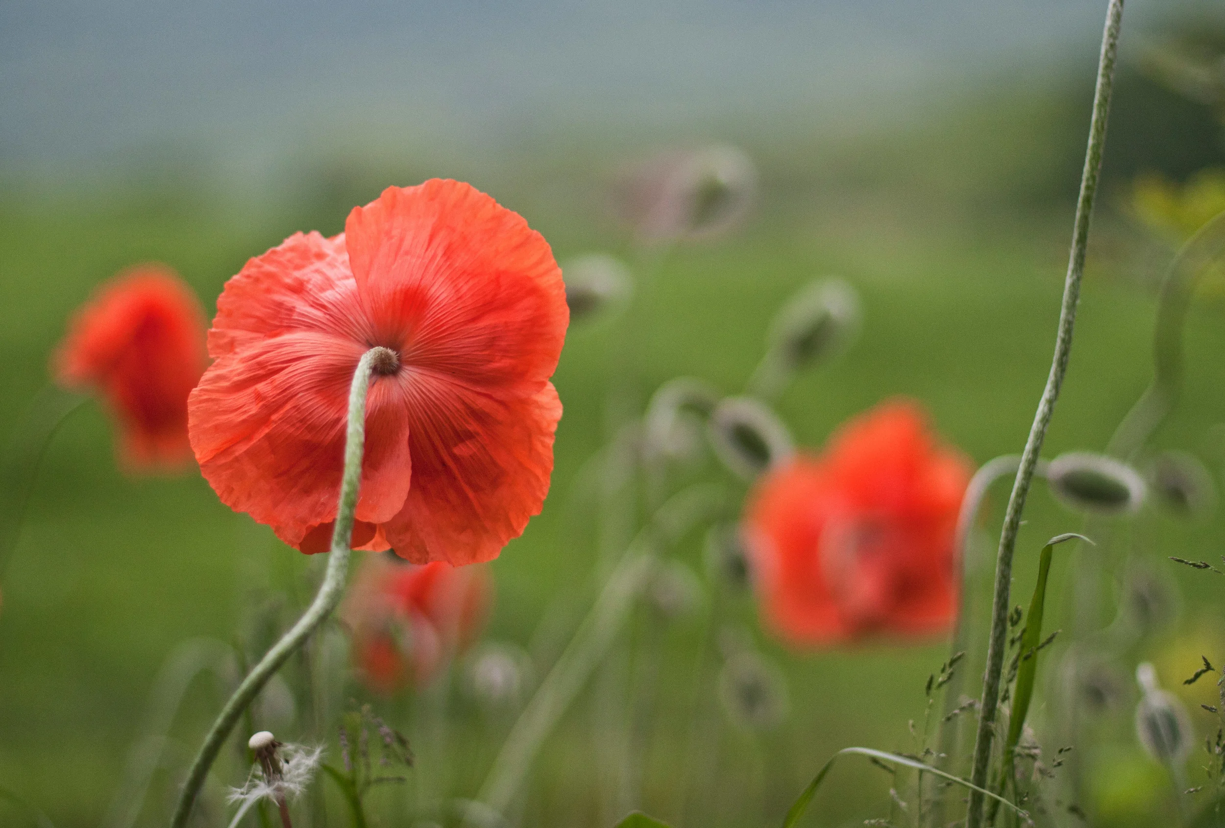 Poppies2web.jpg