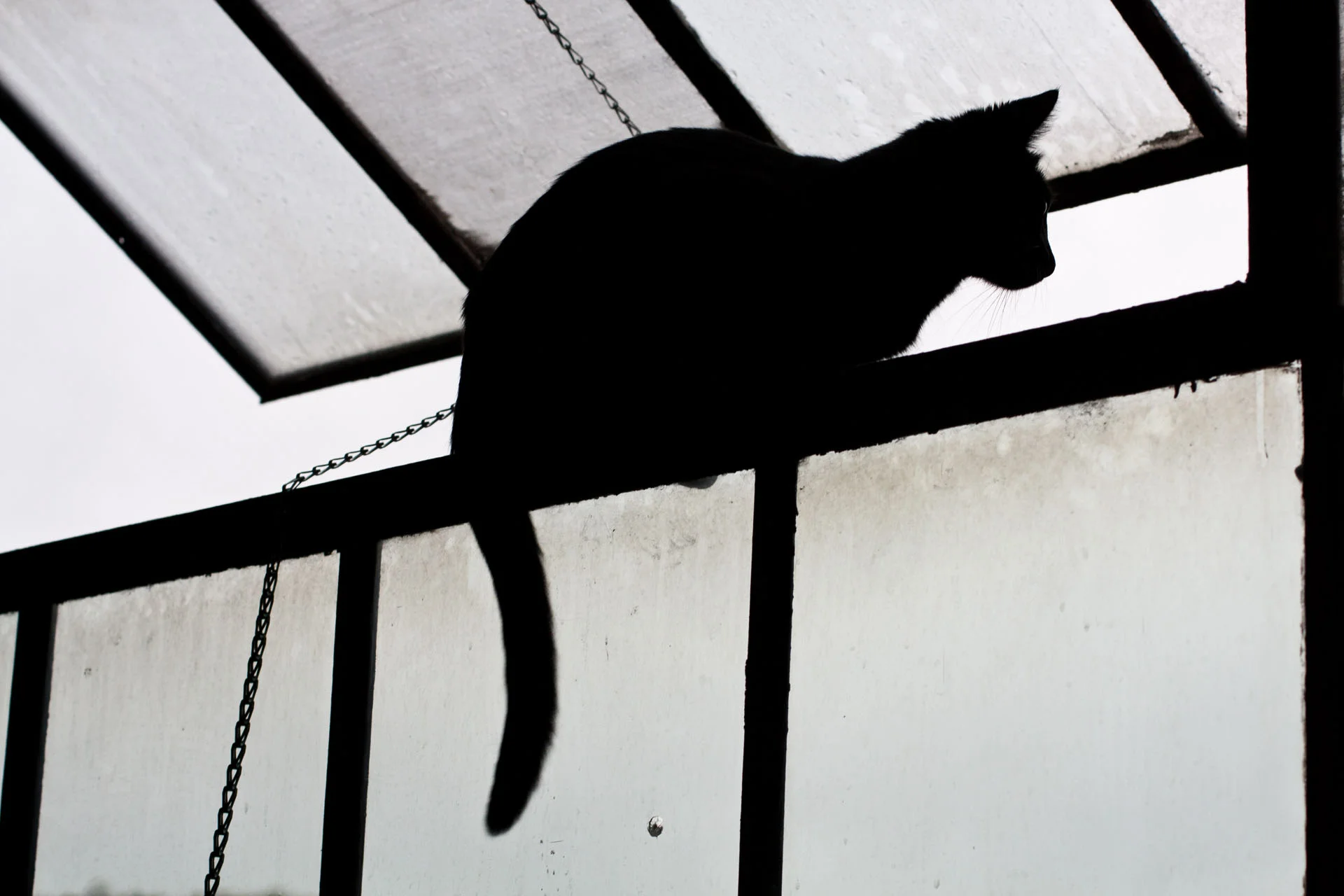 CatWindow1.jpg