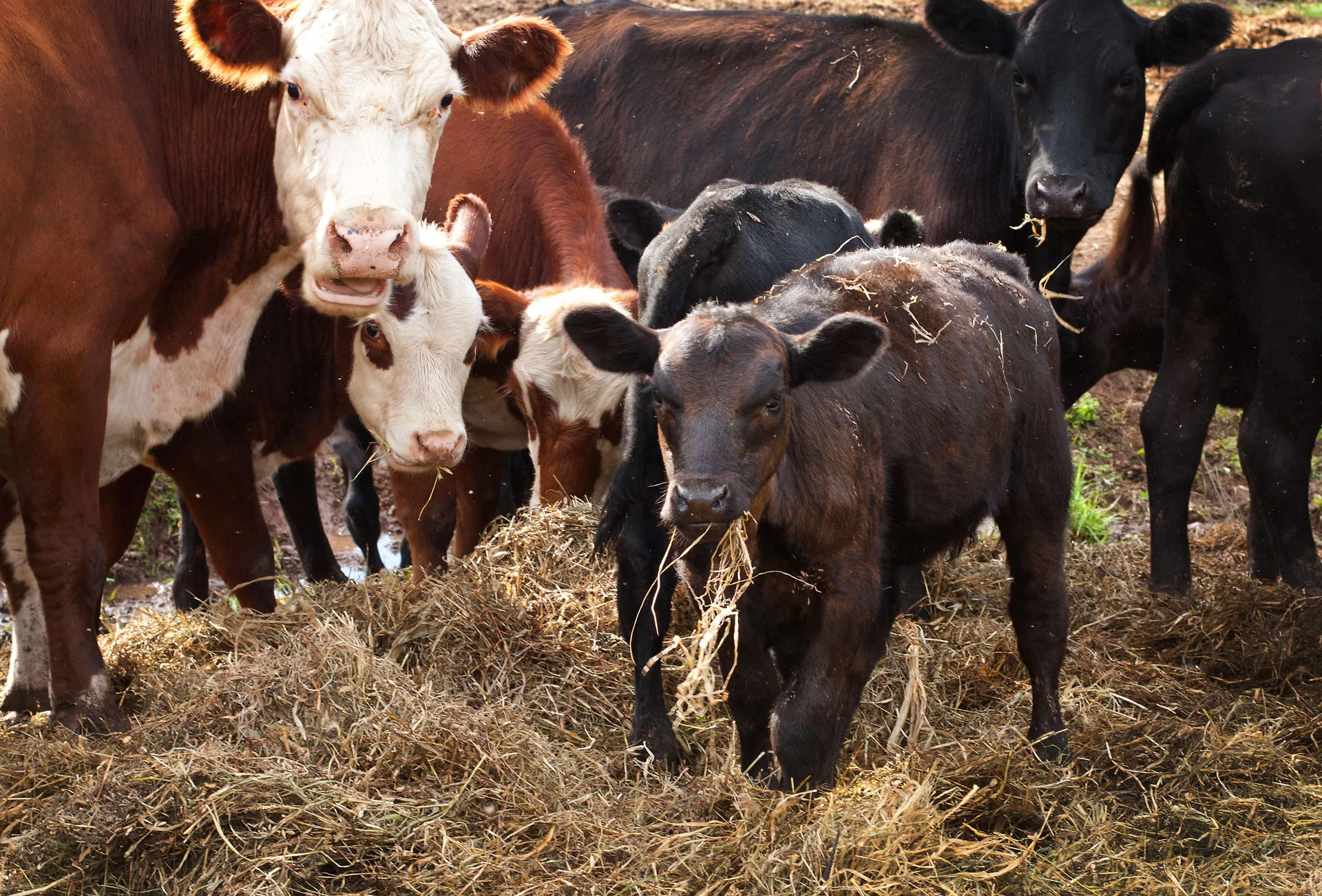 Cows3.jpg