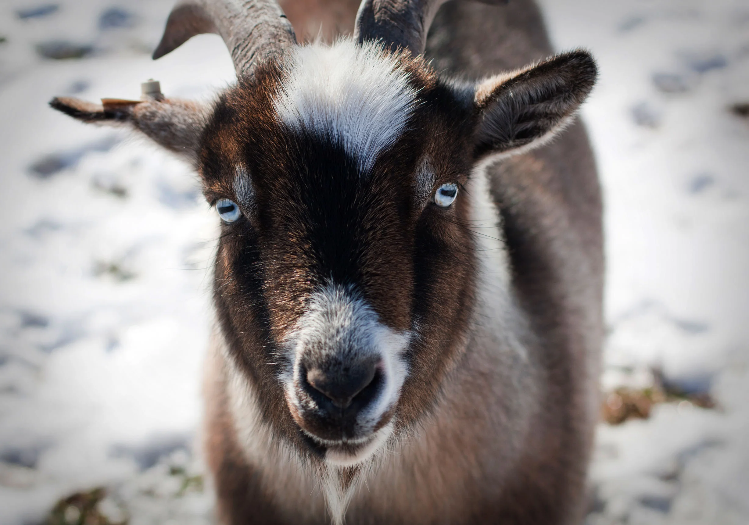Goats7.jpg