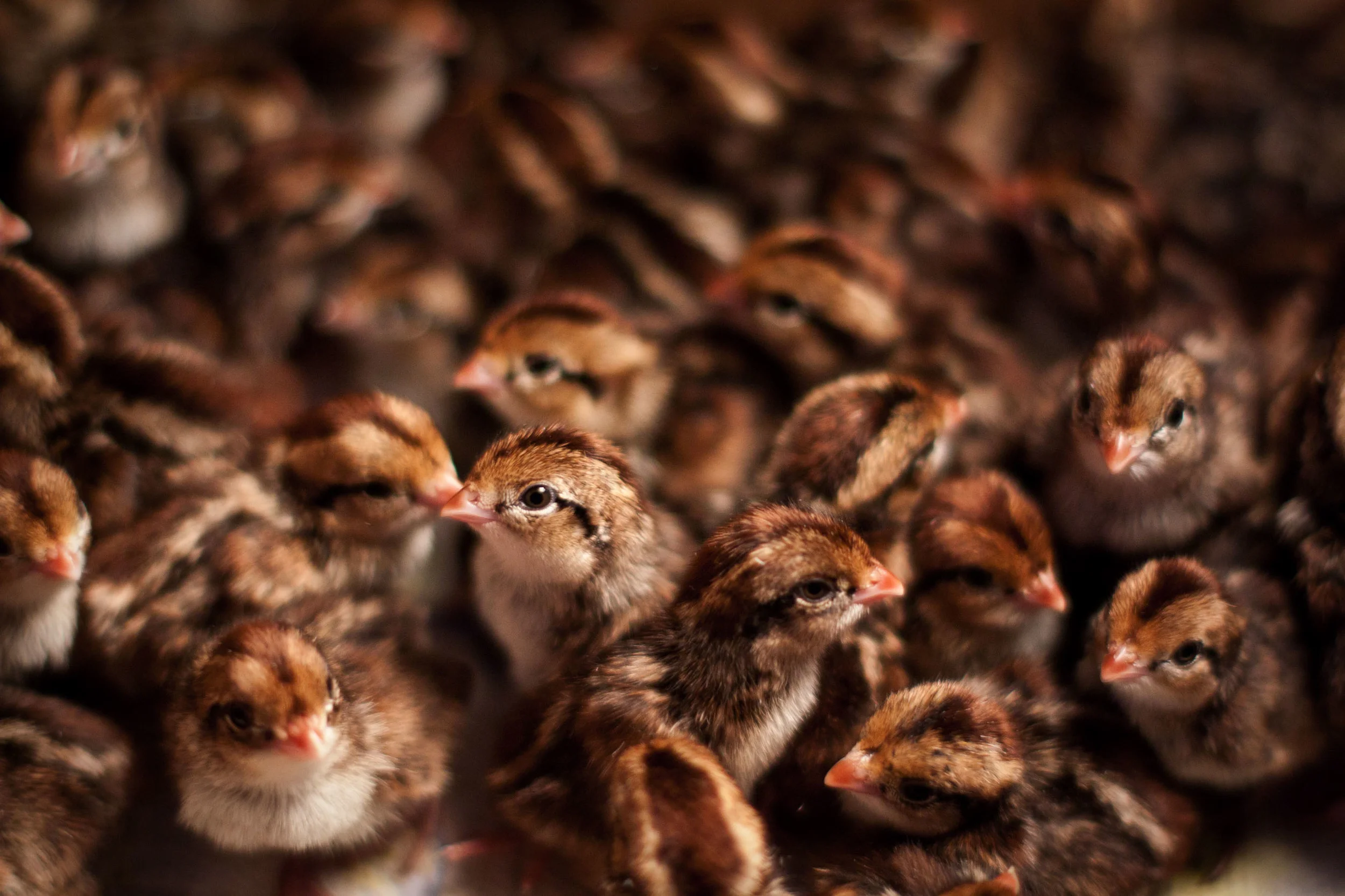 Quail1.jpg