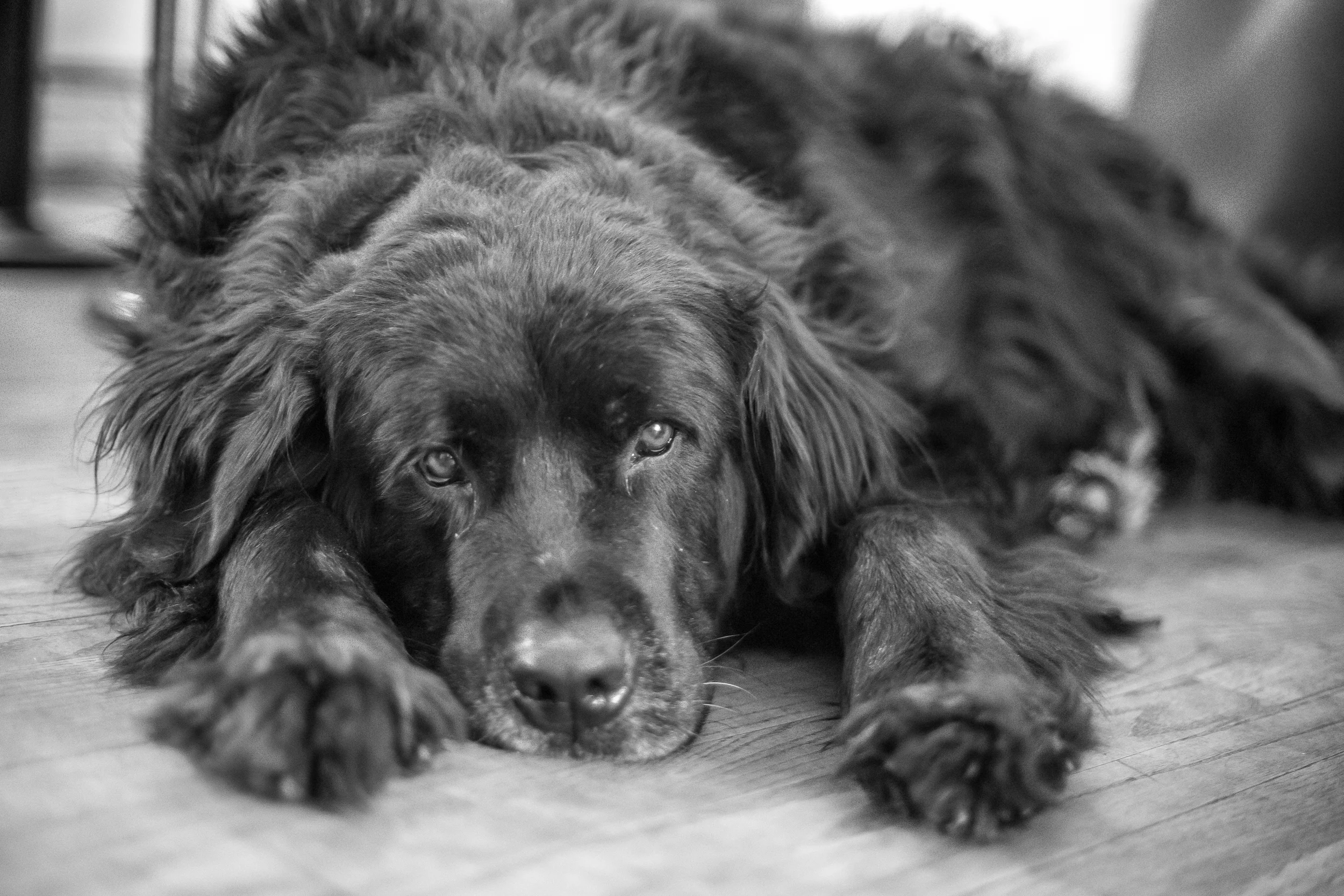 30 // 366 Visiting with family and their giant dog