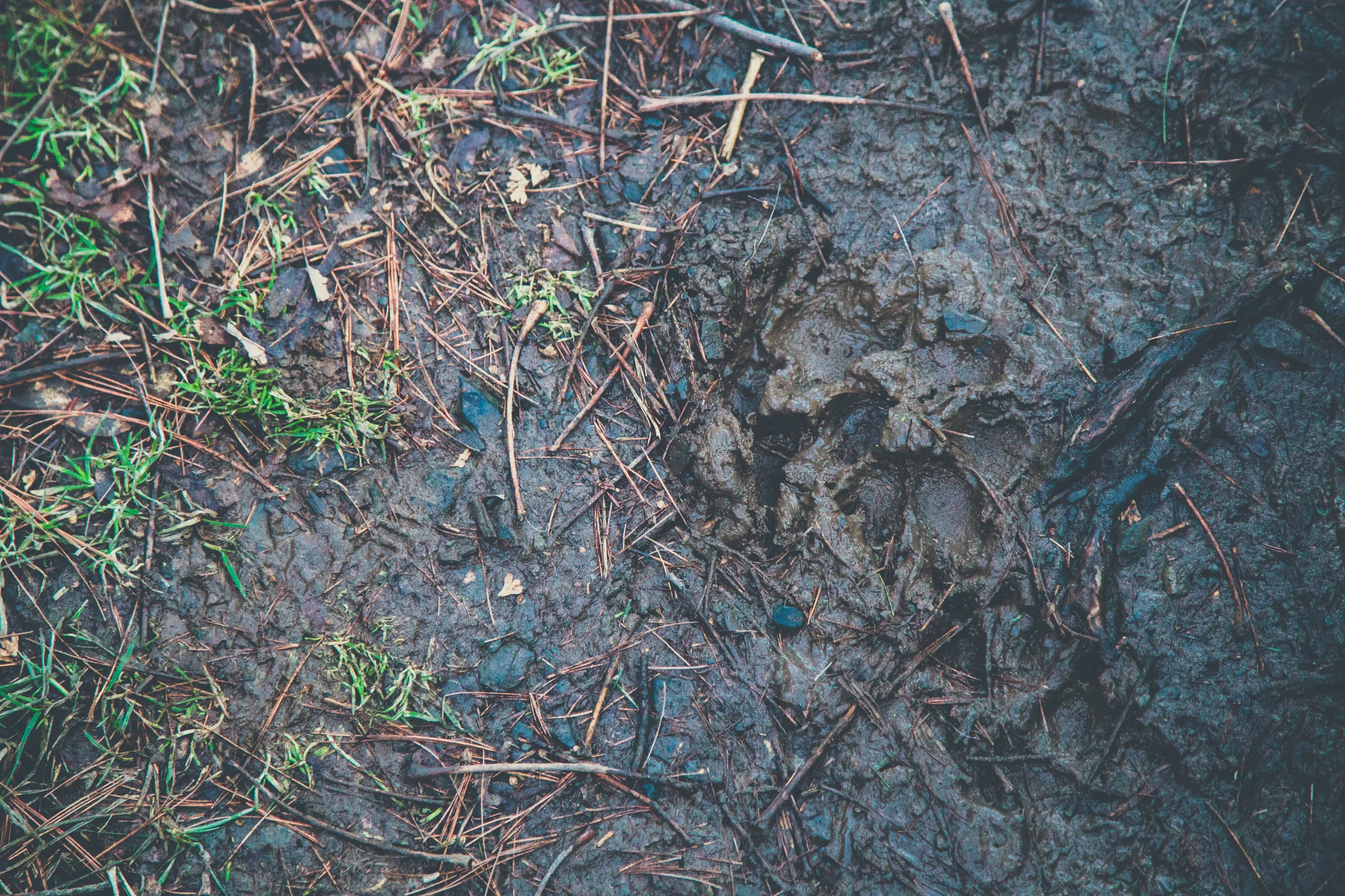 33 // 366 Muddy day hiking 