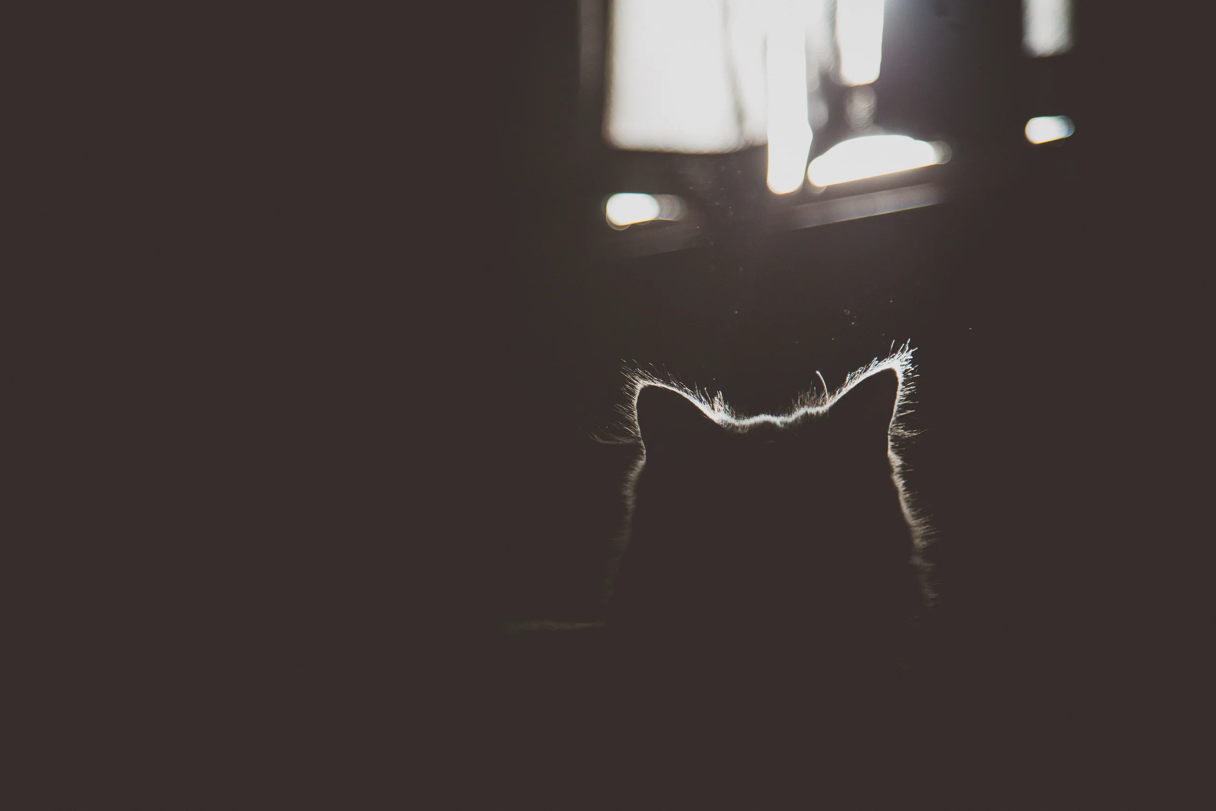 38 // 366 Sunny morning with this kitten who does not belong to us