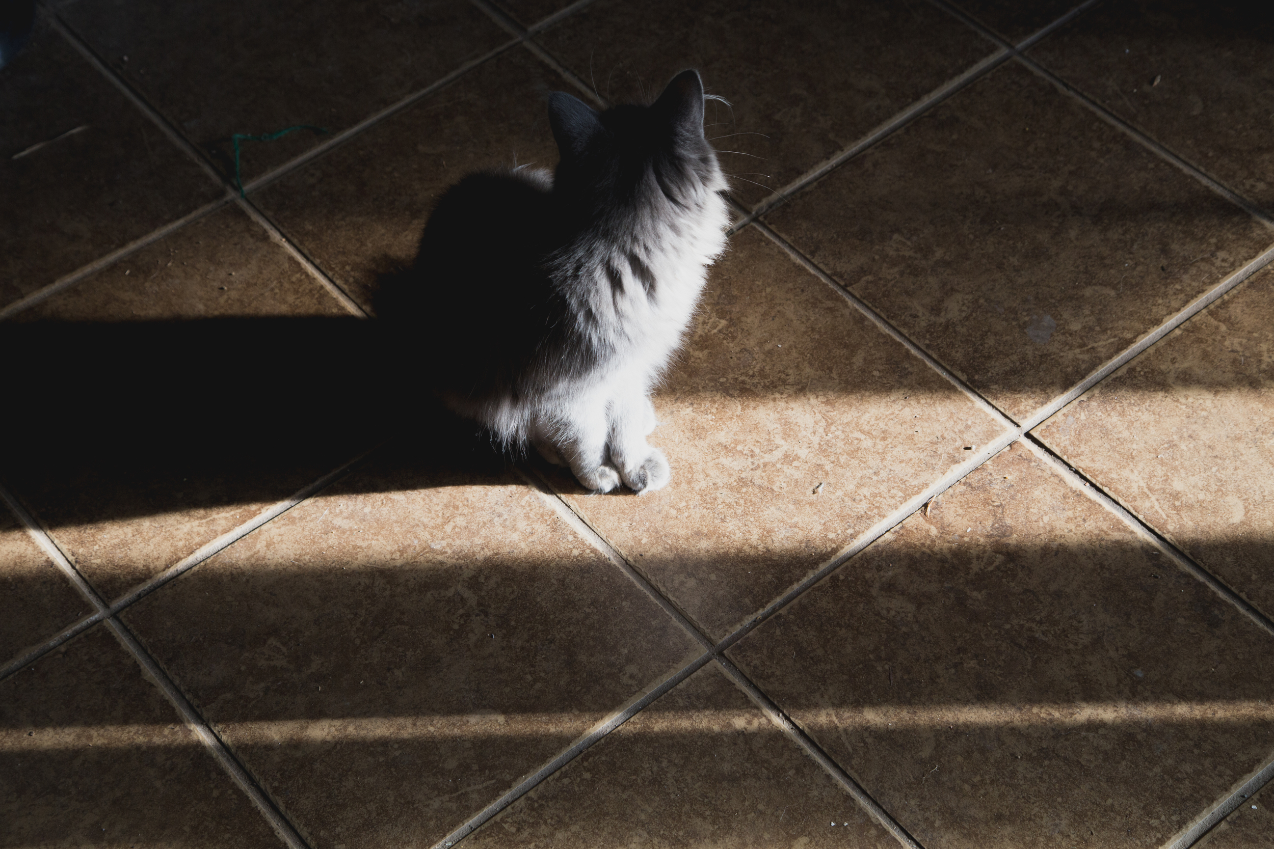 58 // 366 Shadow days 3
