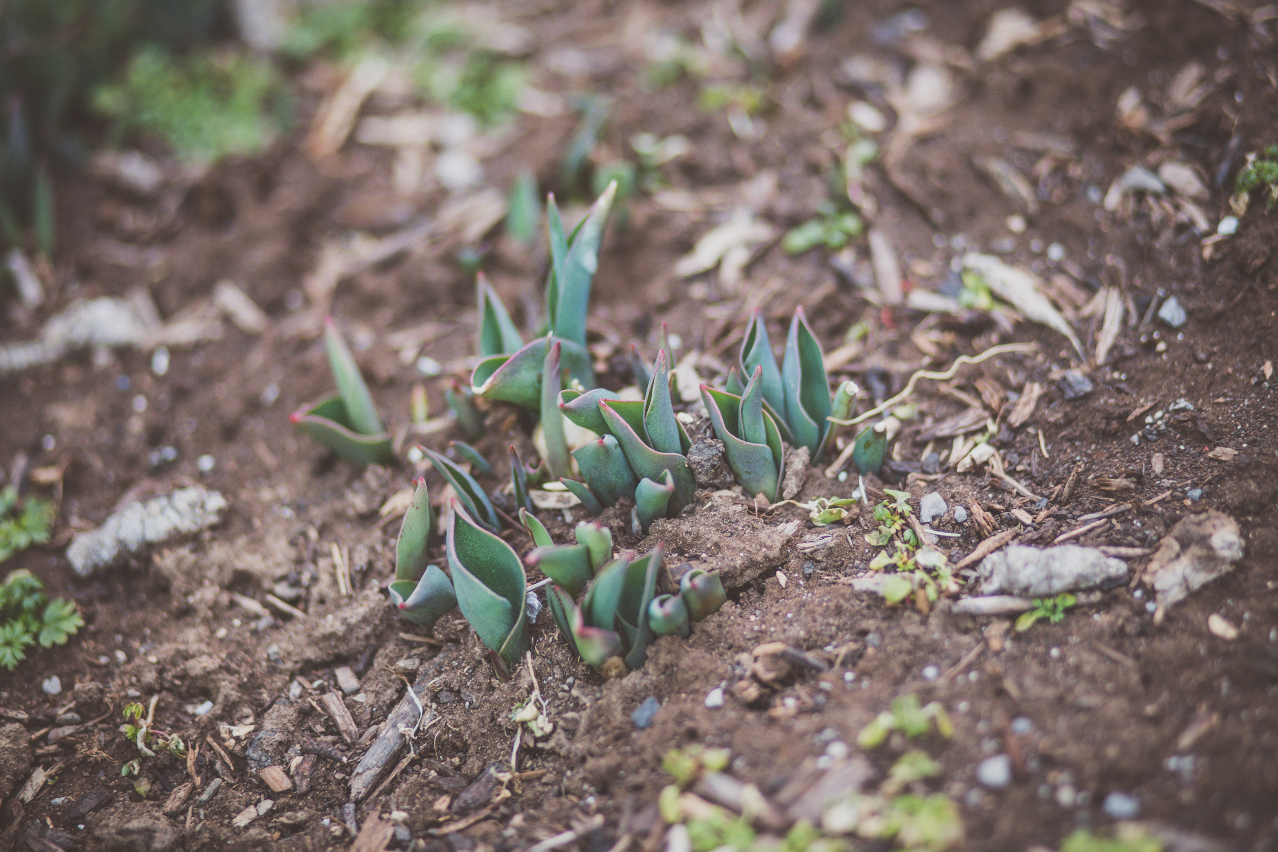 61 // 366 Early tulips