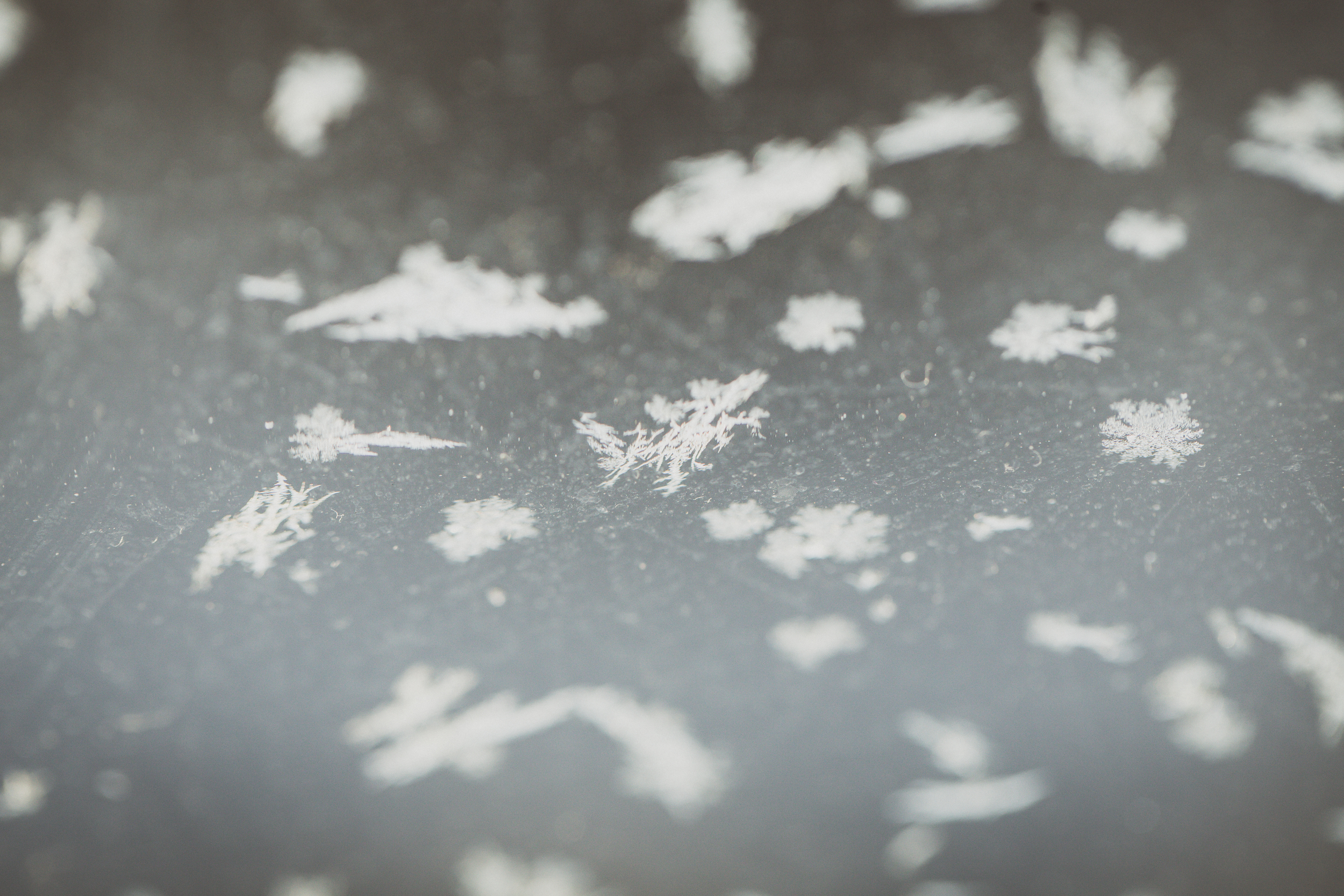 62 // 366 Morning frost