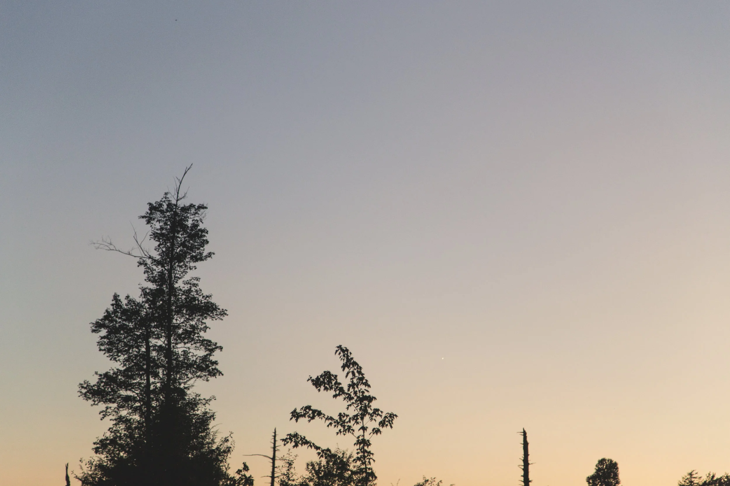 267 // 266 Swampy sunset