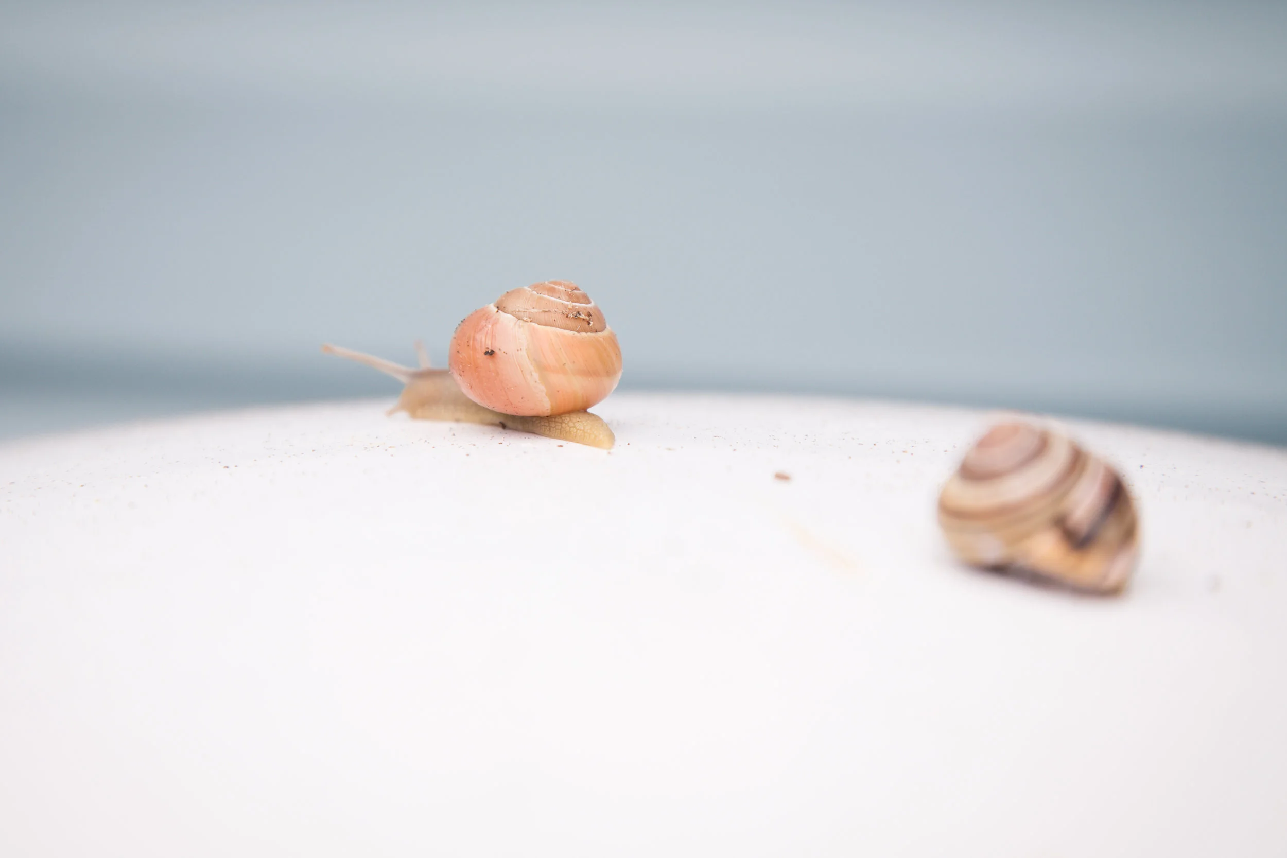 275 // 366 Snail buds in Cape Vincent