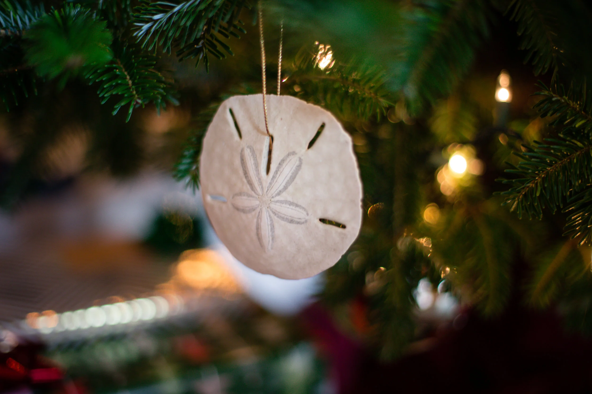 360 // 366 My Mom and sister decorated their tree with Pap's sand dollars