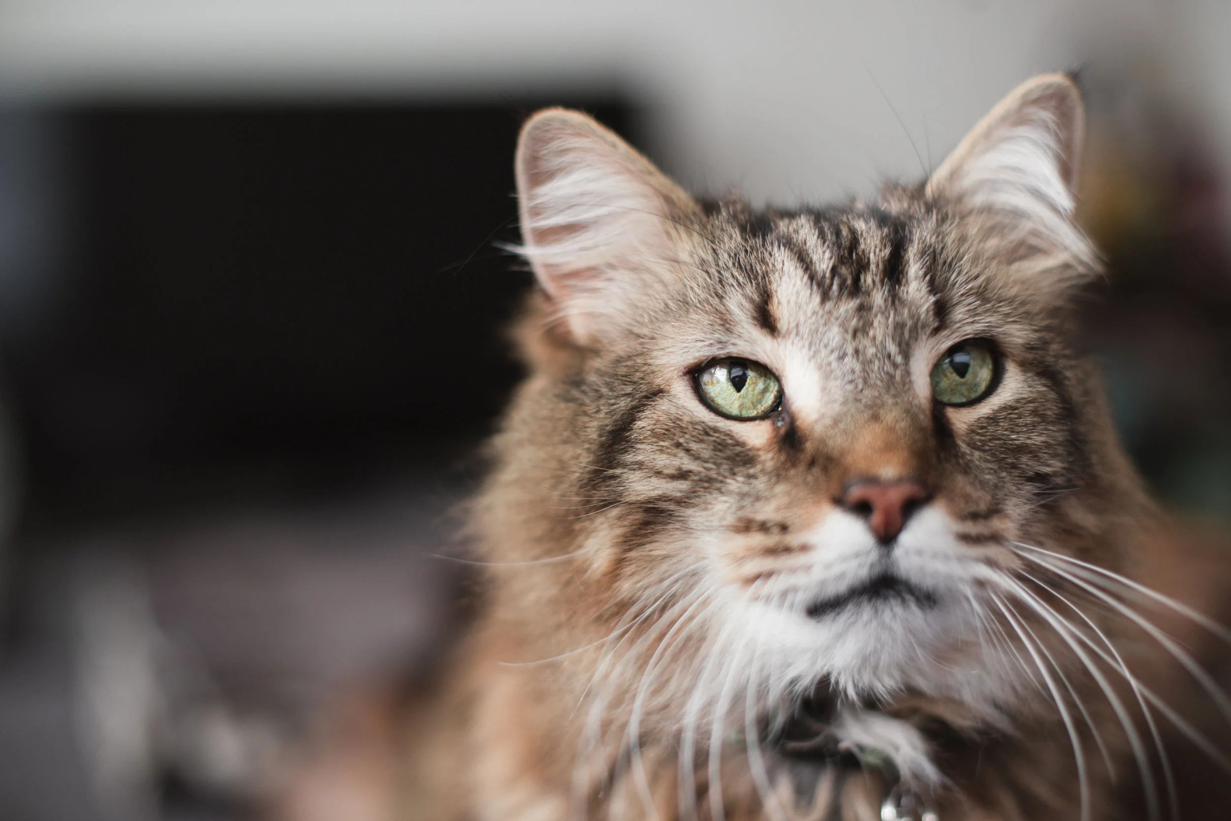 75 // 365 Pet overload this month