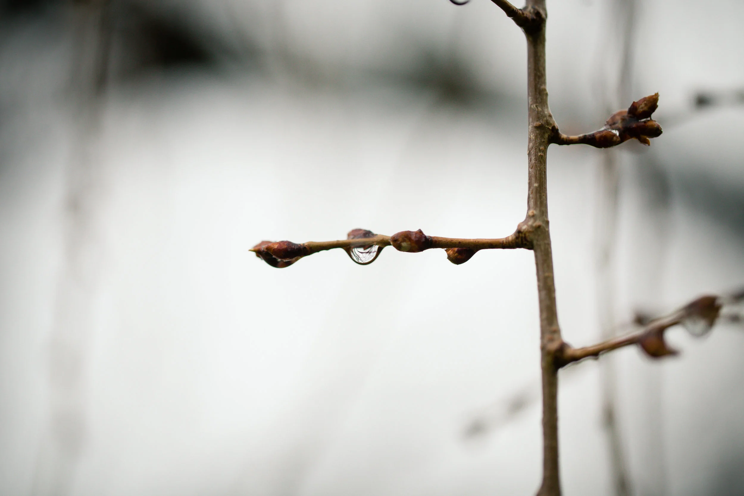 90 // 365 Rainy day bud droplets
