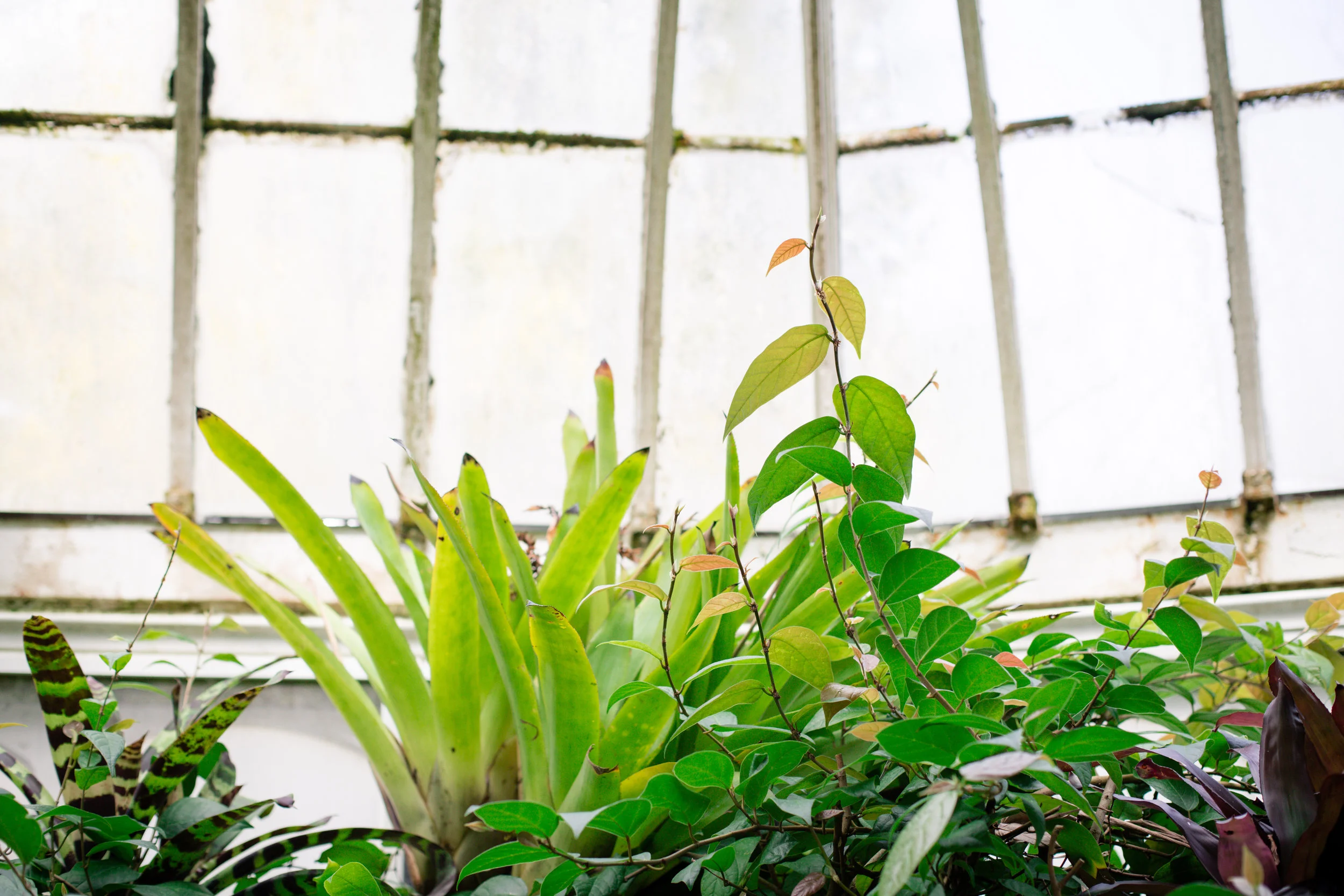 92 // 365 Sunday at Phipp's Conservatory