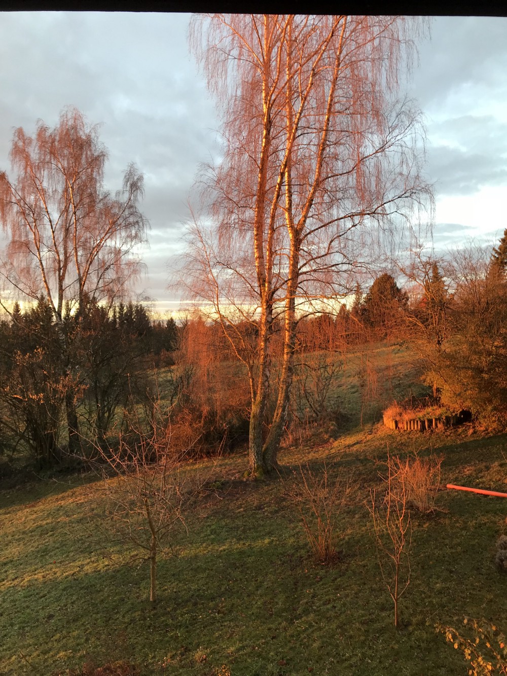 First morning light in the Black Forest, GE