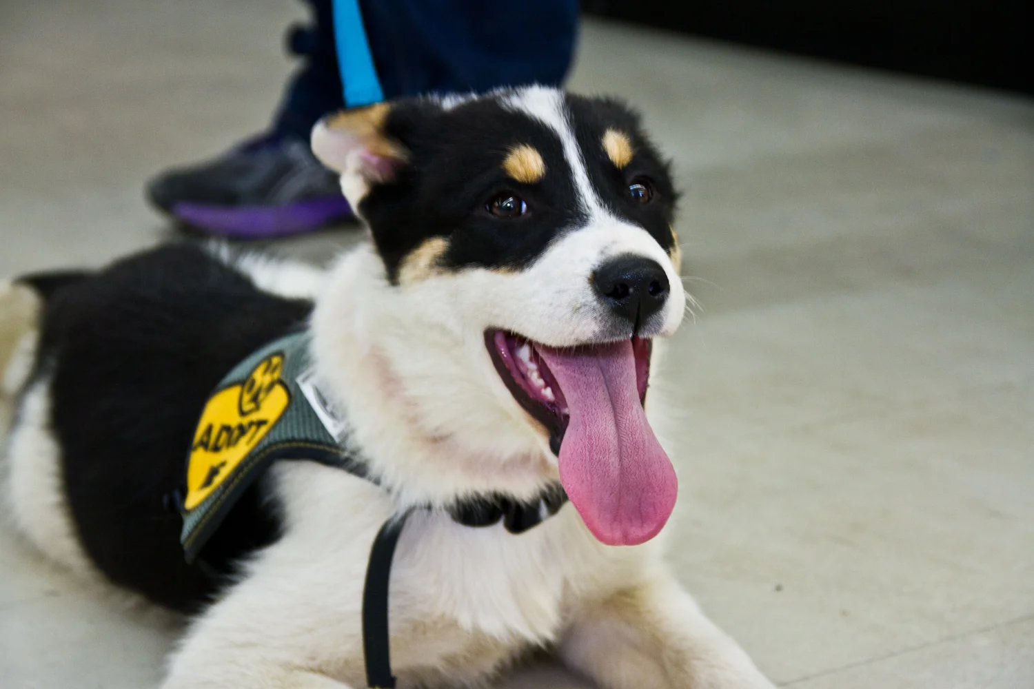 WANAR - We all Need a Rescue