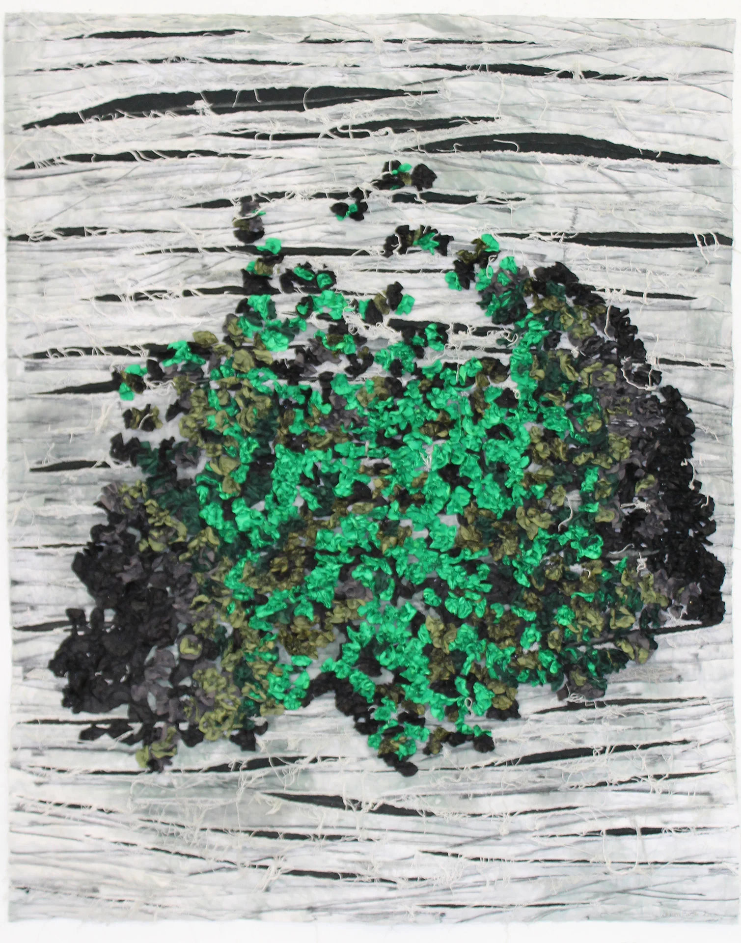 Birch
