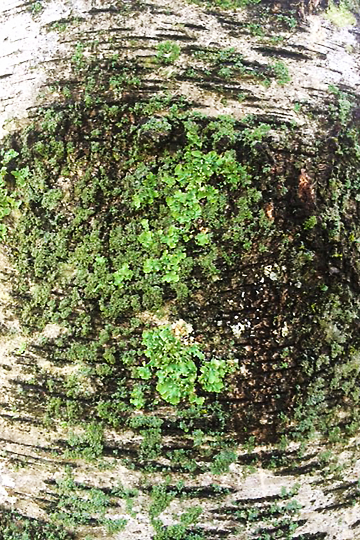 Birch tree photo