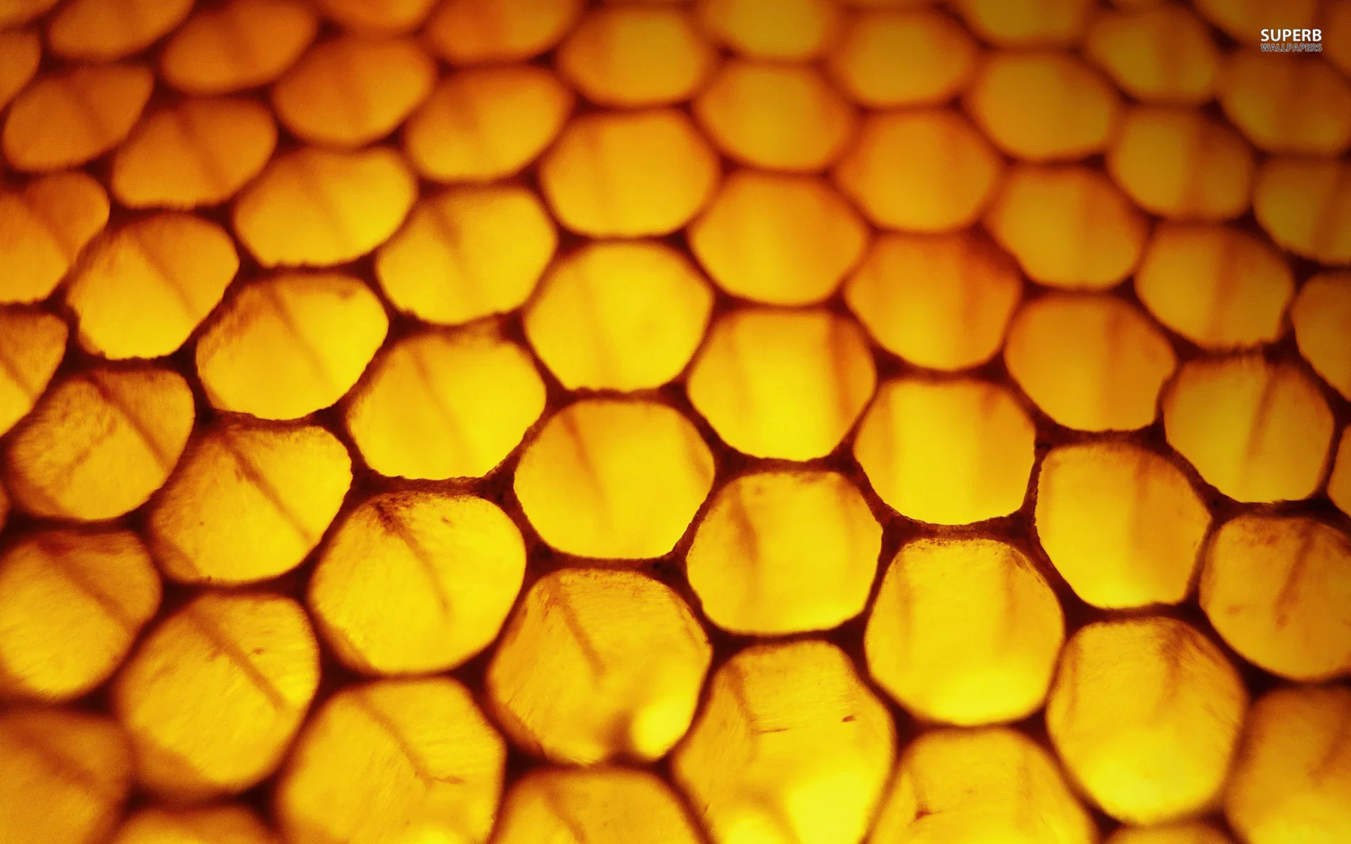 Season concert 3: House of the Beehives