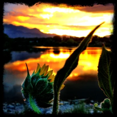 The Curious Sunflower.jpg