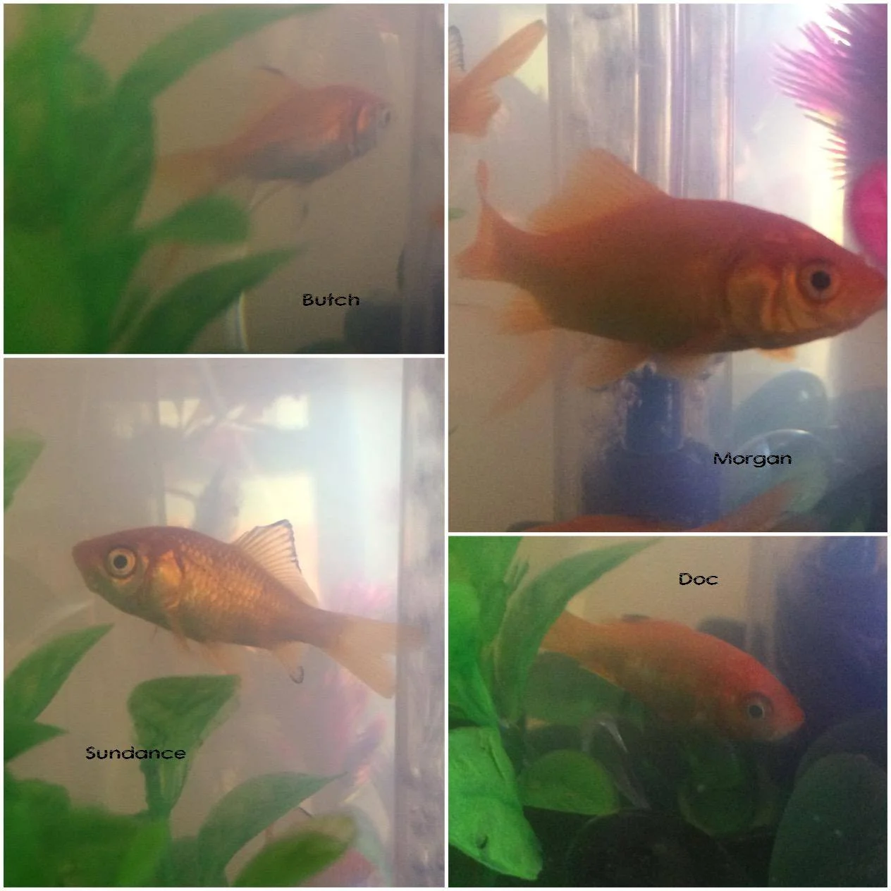 I had goldfish for nine days.  What I learned about myself (and fish).