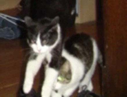 A rare accidental picture I got of Jake and Hedwig playing. I had set the camera up on a timer to take a picture of something else and they ran through the frame. Hedwig died months later.
