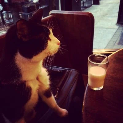 I actually brought a cat sized pint glass to the Red Lion with us so Jake could have a drink too.