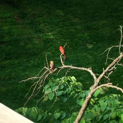 Two cardinals that visit us every morning. I call them Drax and Ovette. They live here. Just like us.