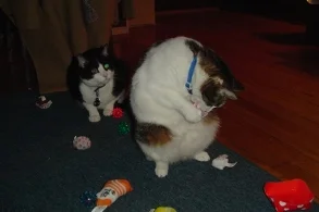 Jake watching Hedwig destroy catnip toys, circa 2004.