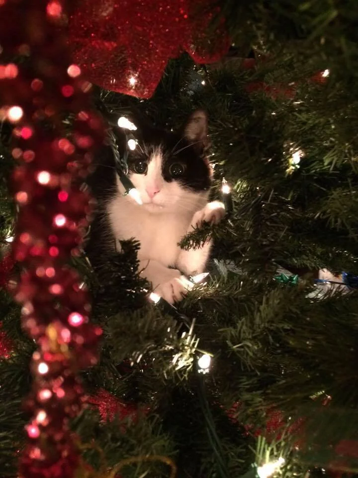 The winter solstice, midwinter, Christmas and what all of that really should mean.