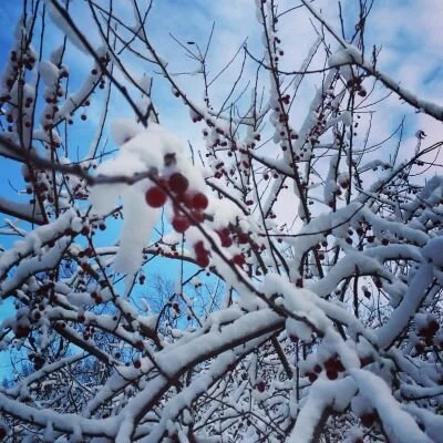 winter berries.jpg