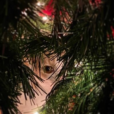 Finding Joy in the Little Things